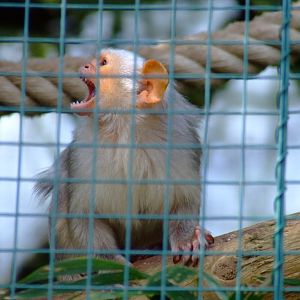 Ouistiti argenté (callithrix argentata argentata)