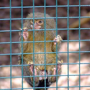 Ouistiti pygmé ( callithrix pygmaea)