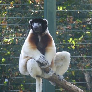 Propitheque couronné (propithecus verreuxi coronatus)