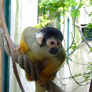 Singe écureuil de Bolivie (saimiri boliviensis)