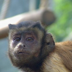 Sapajou apelle (cebus apella apella)