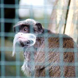 Tamarin empereur (saguinus imperator subgrisescens)