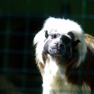Tamarin Pinché a crêtes blanches (saguinus oedipus)