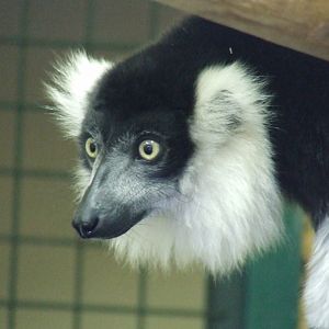 Vari a ceinture blanche (varecia variegata subcincta)