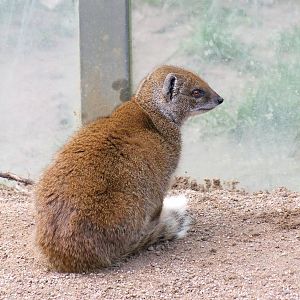 Mangouste jaune (cynictis penicillata)