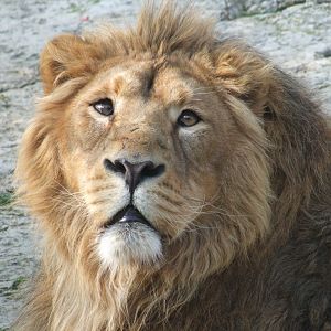 Lion dAsie (panthera leo persica)
