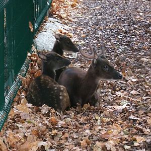 Cerf du prince Alfred (Cervus alfredi)