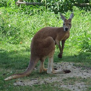 Kangourous roux (Macropus rufus)