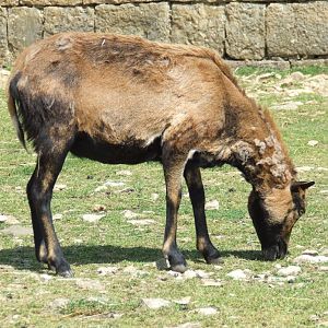 Mouton du Cameroun (ovis  aries cameroon)