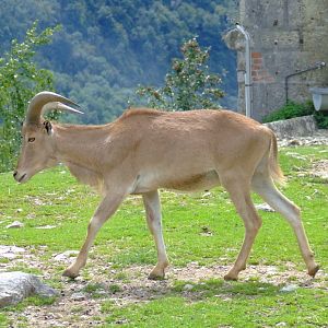 Mouflon à manchettes (ammotragus lervia)