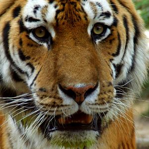 Tigre de Sibérie (panthera tigris altaica)