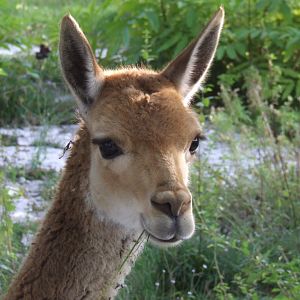 Vigogne (vicugna vicugna)