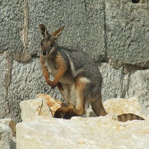 Pétrogales à pieds jaune (Petrogale xanthopus xanthopus)