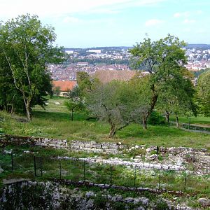 Vicugna vicugna exhibit
