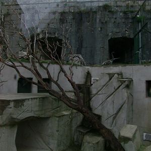 Lemur catta exhibit