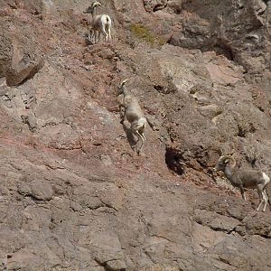 Bighorn Sheep - Colorado River Banks
