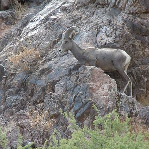 Bighorn Sheep - Colorado River Banks