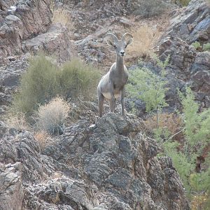 Bighorn Sheep - Colorado River Banks
