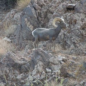 Bighorn Sheep - Colorado River Banks