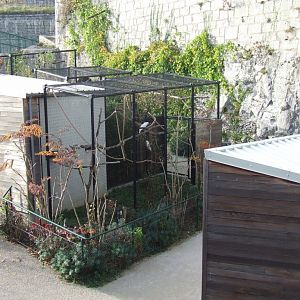 Cacatua moluccensis exhibit