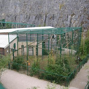 Colobus guereza kikuyuensis exhibit