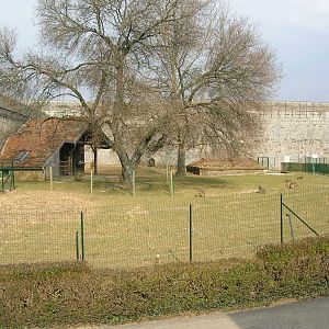 Macropus rufus exhibit