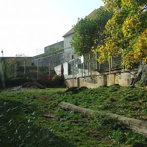 Enclose of Panthera leo persica