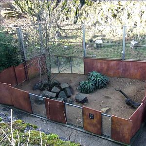 Enclose of Cynictis penicillata