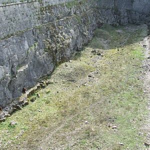 Enclose of Theropithecus gelada