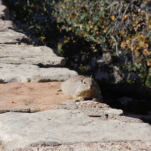 Rock Squirrel