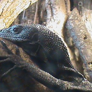 black tree monitor 060211