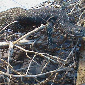 timor monitor 060211