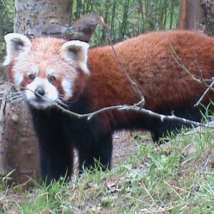 red panda 060211