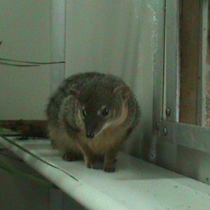 narrow-striped mongoose 060211