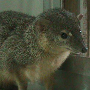 narrow-striped mongoose 060211