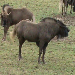 black wildebeest 060211