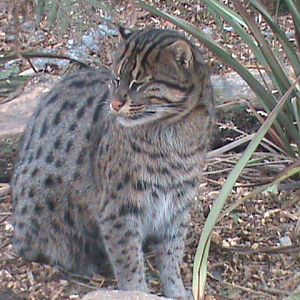 fishing cat 060211