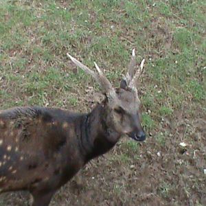 philippine spotted deer 060211