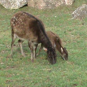 philippine spotted deer 060211