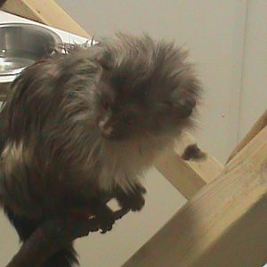 black-tailed marmoset 200211