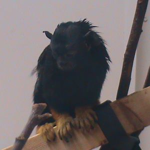 red-handed tamarin 200211