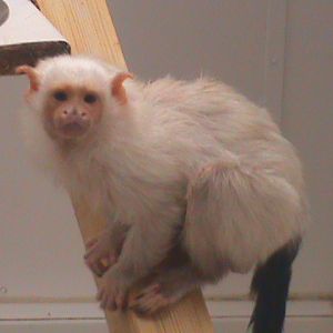 silvery marmoset 200211