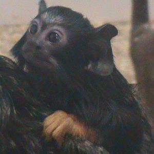 young red-handed tamarin 200211