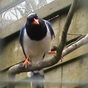 red-billed blue magpie 200211