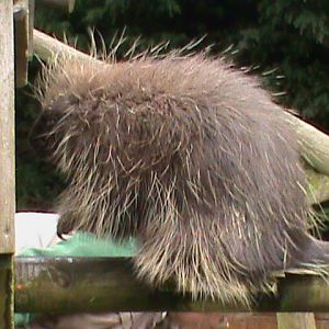 north american porcupine 200211