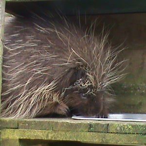 north american porcupine 200211