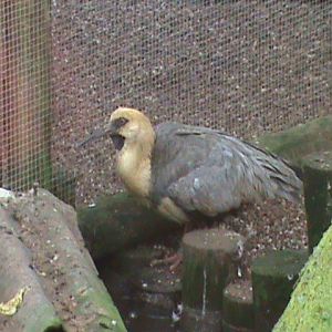 black-faced ibis 200211