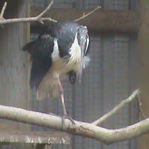 straw-necked ibis 200211