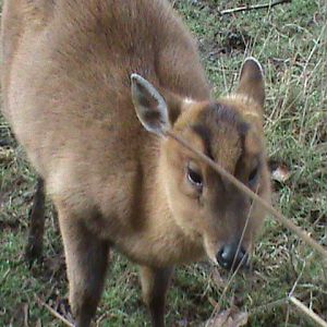 reeves' muntjac 200211