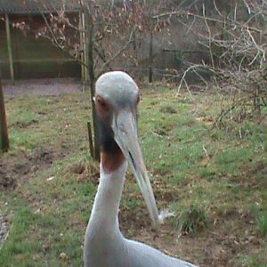 sarus crane 200211